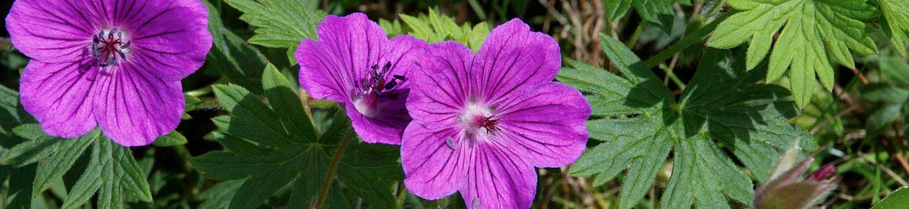 NPC_Geranium_1.0