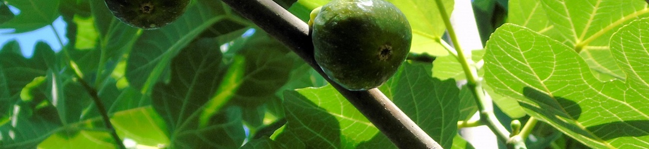 figs ficus