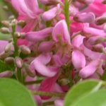 indigofera