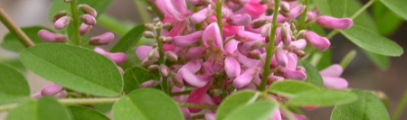 indigofera