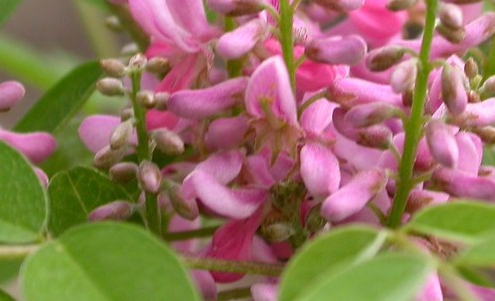 indigofera