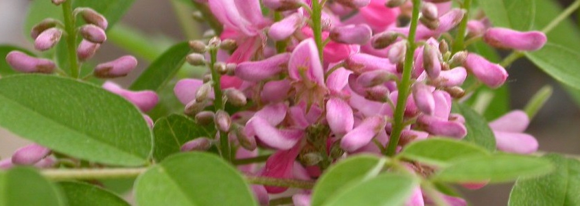 indigofera