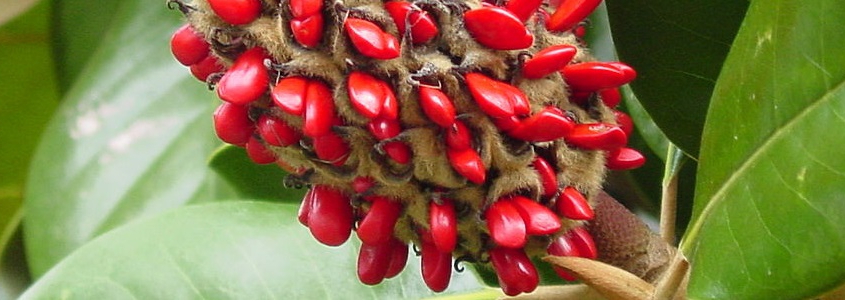 magnolia