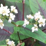 persicaria