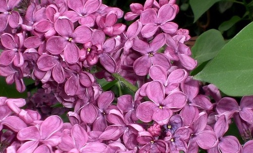 syringa