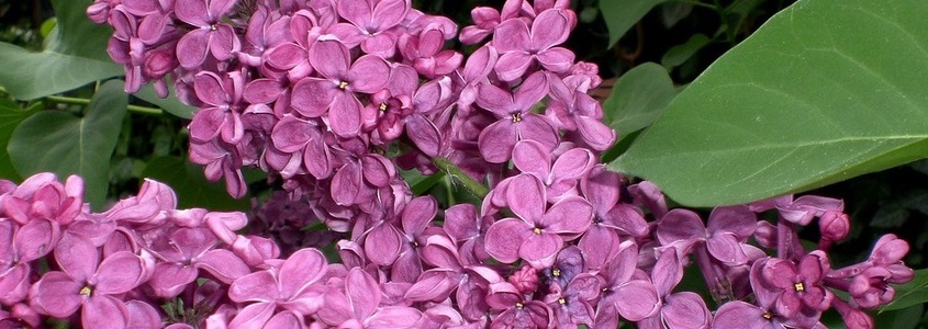 syringa