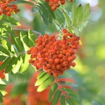 sorbus