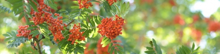 sorbus