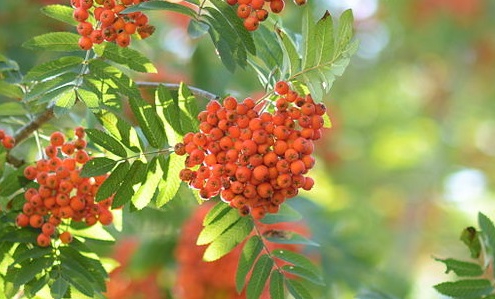 sorbus